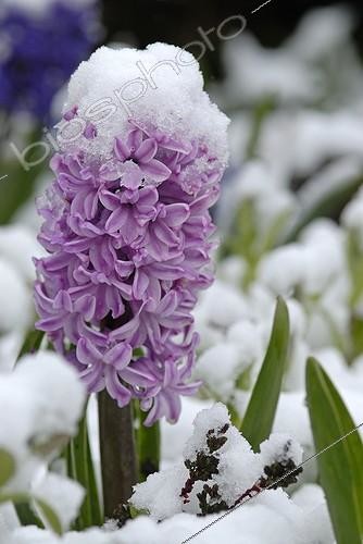 Biosphoto | 294589 | Jacinthe violette en fleur sous la neige des giboulées | &copy; Denis Bringard / Biosphoto