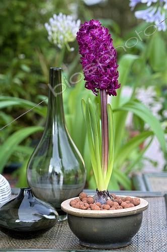 Biosphoto | 504803 | Jacinthe 'Woodstock' en fleur sur une terrasse de jardin | &copy; Frédéric Didillon / Biosphoto