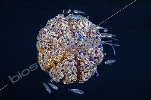Biosphoto | 2118787 | Jack Mackerel (Trachurus sp) born recently, find shelter among the tentacles of jellyfish Cotylorhiza tuberculata. Thyrrenean sea | &copy; Pasquale Vassallo / Biosphoto