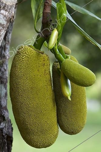 Biosphoto | 1849133 | Jackfruit fruit on the tree Esperitu Santo Brazil | &copy; Michel Gunther / Biosphoto