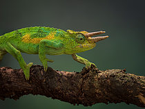 Biosphoto | 2608882 | Jackson's Chameleon (Trioceros jacksonii), male, Mgahinga Reserve, Uganda | &copy; Ignacio Yufera / Biosphoto