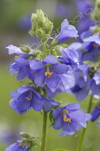 Biosphoto | 2126887 | Jacob's-ladder (Polemonium caeruleum) | &copy; Frédéric Tournay / Biosphoto