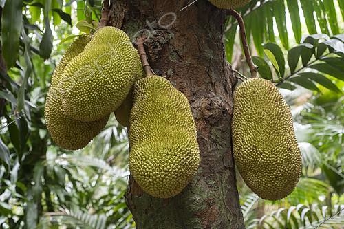 Biosphoto | 2412028 | Jacquier, Artocarpus heterophyllus, Ile de la Réunion | &copy; Régis Cavignaux / Biosphoto
