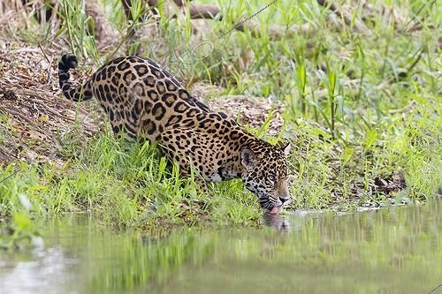 Biosphoto | 1624067 | Jaguar buvant sur la berge Pantanal Brésil | &copy; Sylvain Cordier / Biosphoto