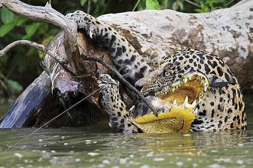 Biosphoto | 1158731 | Jaguar clinging on branch to exit river water with its prey ; Superpredator fights against the strong current and tries to get his prey out the water. It uses a branch from the bank as a fulcrum. | &copy; Patrick Fagot / Biosphoto