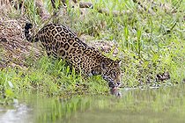 Biosphoto | 1624067 | Jaguar drinking on the bank Pantanal Brazil | &copy; Sylvain Cordier / Biosphoto