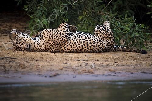 Biosphoto | 1852412 | Jaguar lying on his back on the bank Pantanal Brazil  | &copy; Berndt Fischer / Biosphoto