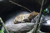 Biosphoto | 2395119 | Jaguar (Panthera onca) at rest, Costa Rica | &copy; Jean-François Noblet / Biosphoto