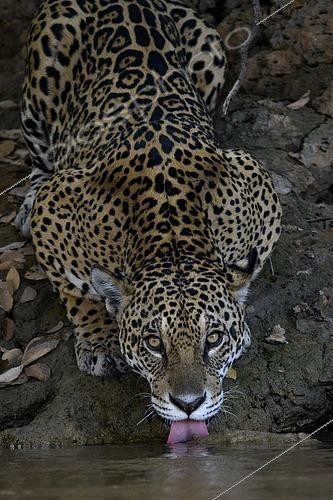 Biosphoto | 2602997 | Jaguar (Panthera onca) buvant dans la rivière au Pantanal, Brésil | &copy; Clément Fontaine / Biosphoto