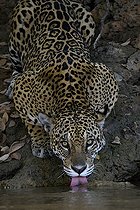 Biosphoto | 2602997 | Jaguar (Panthera Onca) drinking from the river in Pantanal, Brazil | &copy; Clément Fontaine / Biosphoto