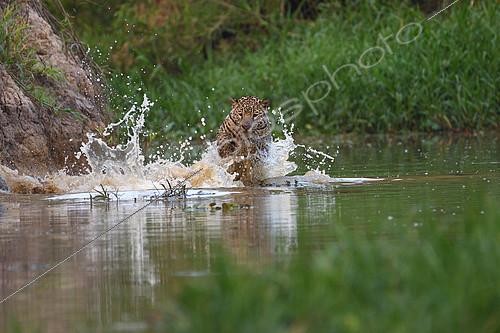 Biosphoto | 2304041 | Jaguar (Panthera onca) jumping in water to catch a caiman, Pantanal, Brazil | &copy; Régis Cavignaux / Biosphoto
