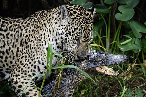 Biosphoto | 2603001 | Jaguar (Panthera onca) marchant avec un caïman (Caiman yacare) dans le gueule au Pantanal, Brésil | &copy; Clément Fontaine / Biosphoto