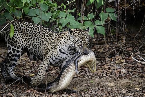 Biosphoto | 2603003 | Jaguar (Panthera onca) marchant avec un caïman (Caiman yacare) dans le gueule au Pantanal, Brésil | &copy; Clément Fontaine / Biosphoto