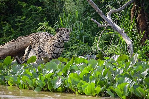 Biosphoto | 2603005 | Jaguar (Panthera Onca) preparing to pounce on prey in the water hyacinths of the Pantanal, Brazil | &copy; Clément Fontaine / Biosphoto