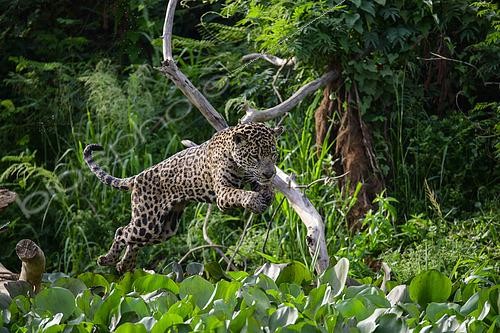 Biosphoto | 2603006 | Jaguar (Panthera Onca) sautant sur une proie dans les jacinthes d'eau au Pantanal, Brésil | &copy; Clément Fontaine / Biosphoto