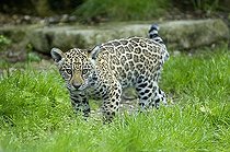 Biosphoto | 1511882 | Jaguar | &copy; Klaus-Peter Wolf / imageBROKER / Biosphoto
