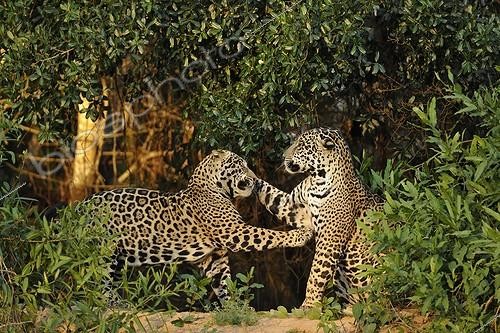 Biosphoto | 1418230 | Jaguars males playing Pantanal Brazil  | &copy; Patrick Kientz / Biosphoto