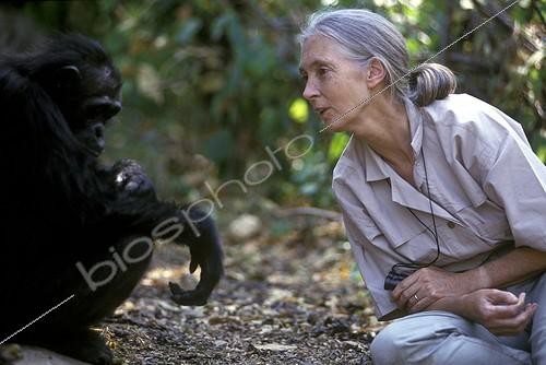 Biosphoto | 115573 | Jane Goodall avec un Chimpanzé à Gombe Tanzanie | &copy; Michel Gunther / Biosphoto