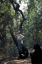 Biosphoto | 32253 | Jane Goodall avec un groupe de Chimpanzé Gombe Tanzanie | &copy; Michel Gunther / Biosphoto
