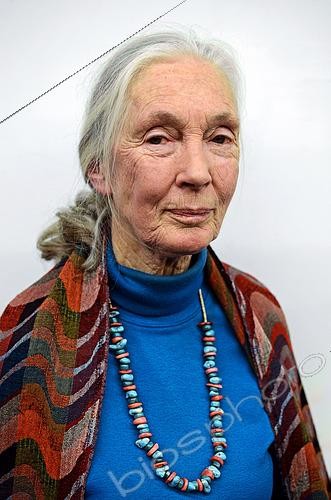 Biosphoto | 2435462 | Jane Goodall, British primatologist, anthropologist, ethologist and UN Messenger of Peace, considered to be the world's foremost expert on chimpanzees. | &copy; Nano Calvo / Visual and Written - Photo Collection / Biosphoto