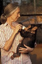 Biosphoto | 59994 | Jane Goodall donnant le biberon à un bébé chimpanzé Gombe | &copy; Michel Gunther / Biosphoto