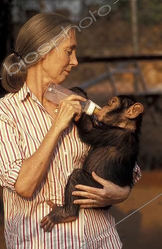 Biosphoto | 59994 | Jane Goodall donnant le biberon à un bébé chimpanzé Gombe ; Centre de Recherche de Gombe Stream. Jane Goodall, née en 1934 a débuté ses études sur les chimpanzés de Gombe en 1960 | &copy; Michel Gunther / Biosphoto