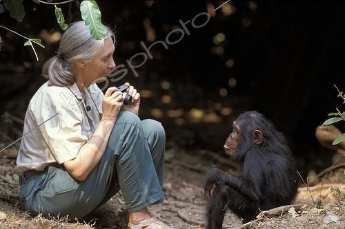 Biosphoto | 43296 | Jane Goodall face à Gaia Gombe Tanzanie | &copy; Michel Gunther / Biosphoto