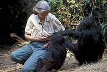 Biosphoto | 59988 | Jane Goodall jouant avec deux  chimpanzés Centre de Gombe | &copy; Michel Gunther / Biosphoto