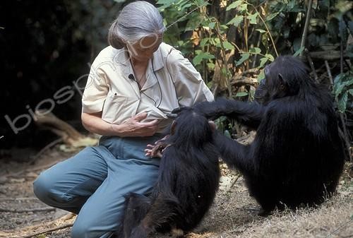 Biosphoto | 59988 | Jane Goodall jouant avec deux  chimpanzés Centre de Gombe ; Chimpanzés : Gaïa et Gremlin. Centre de Recherche de Gombe Stream. Jane Goodall, née en 1934 a débuté ses études sur les chimpanzés de Gombe en 1960 | &copy; Michel Gunther / Biosphoto