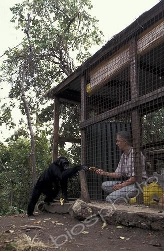 Biosphoto | 59978 | Jane Goodall nourrissant un chimpanzé Gombe Tanzanie ; Centre de Recherche de Gombe Stream. Jane Goodall, née en 1934 a débuté ses études sur les chimpanzés de Gombe en 1960 | &copy; Michel Gunther / Biosphoto