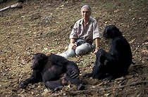 Biosphoto | 59983 | Jane Goodall observant deux chimpanzés Centre de Gombe | &copy; Michel Gunther / Biosphoto