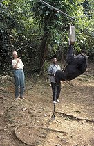 Biosphoto | 59998 | Jane Goodall observant la pesée d&acuteun chimpanzé à Gombe | &copy; Michel Gunther / Biosphoto