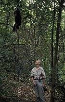 Biosphoto | 59980 | Jane Goodall observant un chimpanzé sur site d&acuteétude Gombe | &copy; Michel Gunther / Biosphoto