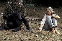 Biosphoto | 59981 | Jane Goodall observant un chimpanzé sur site d&acuteétude Gombe | &copy; Michel Gunther / Biosphoto