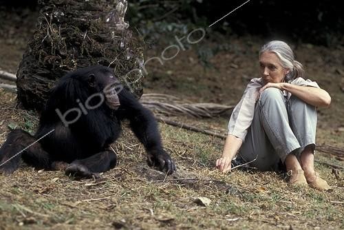 Biosphoto | 59981 | Jane Goodall observant un chimpanzé sur site d&acuteétude Gombe ; Centre de Recherche de Gombe Stream. Jane Goodall, née en 1934 a débuté ses études sur les chimpanzés de Gombe en 1960 | &copy; Michel Gunther / Biosphoto