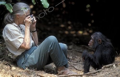 Biosphoto | 59990 | Jane Goodall photographiant un chimpanzé Centre de Gombe ; Chimpanzé : Gaïa. Centre de Recherche de Gombe Stream. Jane Goodall, née en 1934 a débuté ses études sur les chimpanzés de Gombe en 1960 | &copy; Michel Gunther / Biosphoto
