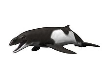 Biosphoto | 2478343 | Janjucetus hunderi, Cetacea, Late Oligocene of Australia. | &copy; Nobumichi Tamura / Stocktrek Images / Biosphoto