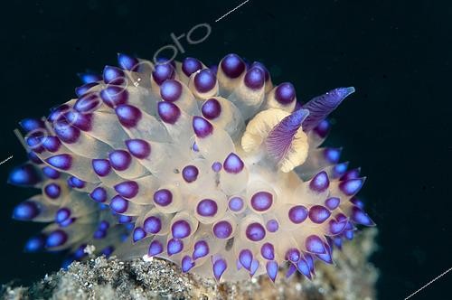 Biosphoto | 2616177 | Janolus Nudibranch (Janolus sp), Air Bajo dive site, Lembeh Straits, Sulawesi, Indonesia | &copy; Colin Marshall / Biosphoto