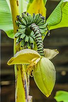 Biosphoto | 2458810 | Japanese banana 'Sakkhalin' (Musa basjoo 'Sakkhalin'): very flowering strain, smaller, more resistant to cold. | &copy; Jean-Michel Groult / Biosphoto
