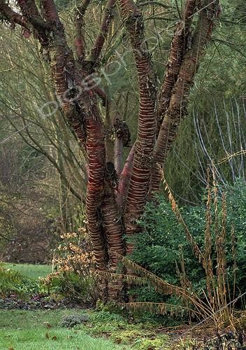Biosphoto | 998142 | Japanese Cherry in The Gardens of Bellevue France | &copy; Gilles Le Scanff & Joëlle-Caroline Mayer / Biosphoto