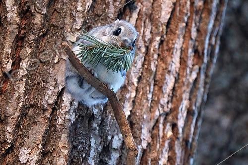 Biosphoto | 2617767 | Japanese dwarf flying squirrel (Pteromys momonga) eating pine leaves in a tree during february - Hokkaido, Japan | &copy; Stéphan Bonneau / Biosphoto