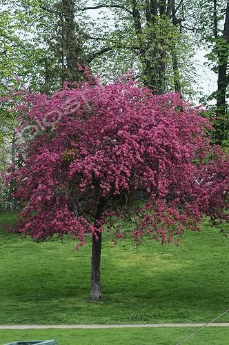 Biosphoto | 1001616 | Japanese flowering cherry in bloom in a garden | &copy; Frédéric Didillon / Biosphoto