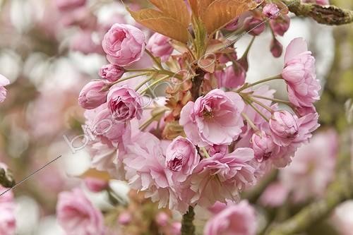 Biosphoto | 1136616 | Japanese flowering cherry 'Kanzan' in bloom in a park | &copy; Hervé Lenain / Biosphoto