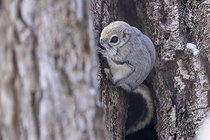 Biosphoto | 2601928 | Japanese flying squirrel (Pteromys momonga) coming out of a tree hole, Hokkaido, Japan | &copy; Frédéric Desmette / Biosphoto