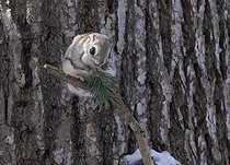 Biosphoto | 2601929 | Japanese flying squirrel (Pteromys momonga) feeding on a pine branch, Hokkaido, Japan | &copy; Frédéric Desmette / Biosphoto