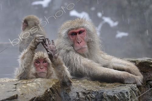 Biosphoto | 1418020 | Japanese macaques bathing in a hot source Japon | &copy; Benoist Clouet  / Biosphoto