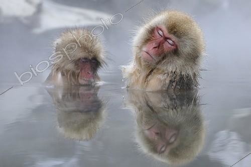 Biosphoto | 1418023 | Japanese Macaques nap in hot water bath Japan | &copy; Benoist Clouet  / Biosphoto