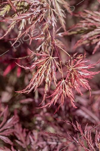 Biosphoto | 2524424 | Japanese maple (Acer palmatum dissectum) 'Inaba-shidare' | &copy; Marie Aymerez / Biosphoto