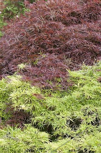 Biosphoto | 2083241 | Japanese maple (Acer palmatum) 'Dissectum' foliage | &copy; DIGIT images / Biosphoto