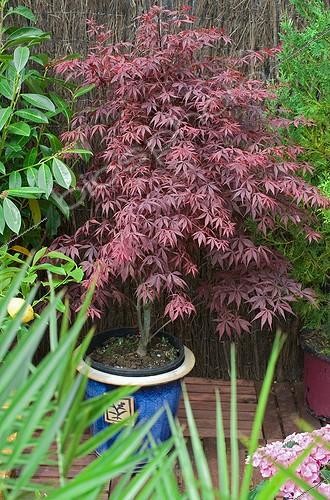 Biosphoto | 586960 | Japanese maple 'Atropurpureum' on a garden terrace | &copy; Frédéric Didillon / Biosphoto